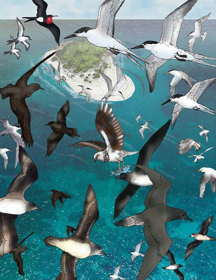 Wildlife of Australia's Great Barrier Reef
