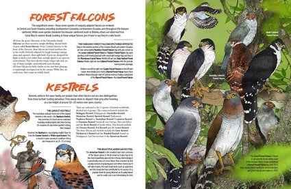 Myke Mollard's Birds of Prey