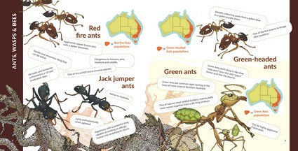 What's That? Australian Insects