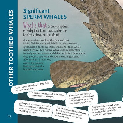 What's That? Australian Whales, Dolphins & Porpoises