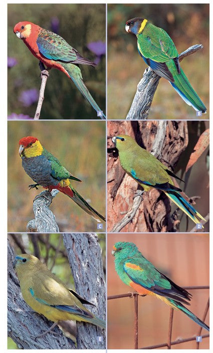 Guide to the Wildlife of Perth and Australia's South West