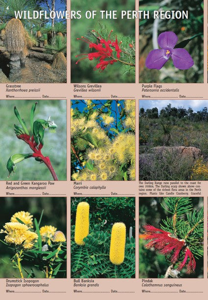 Common Wildflowers of Western Australia
