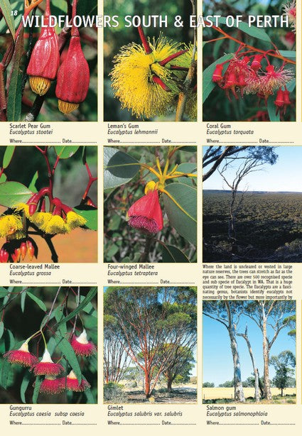 Common Wildflowers of Western Australia