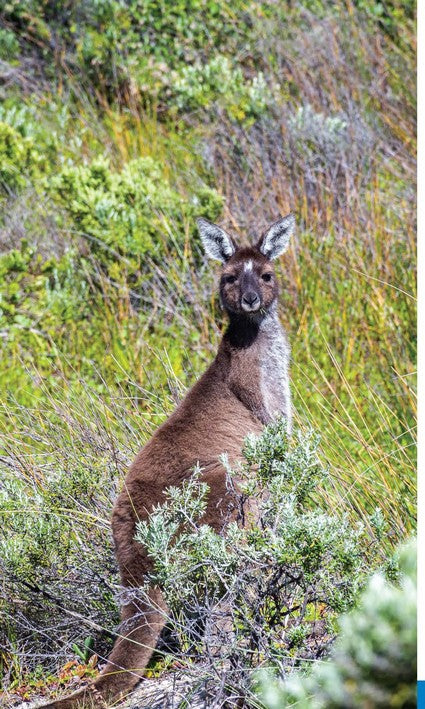 Best Walks of South Coast WA