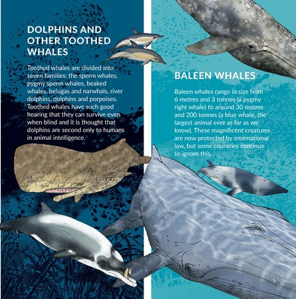 What's That? Australian Whales, Dolphins & Porpoises
