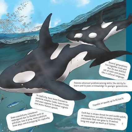 What's That? Australian Whales, Dolphins & Porpoises